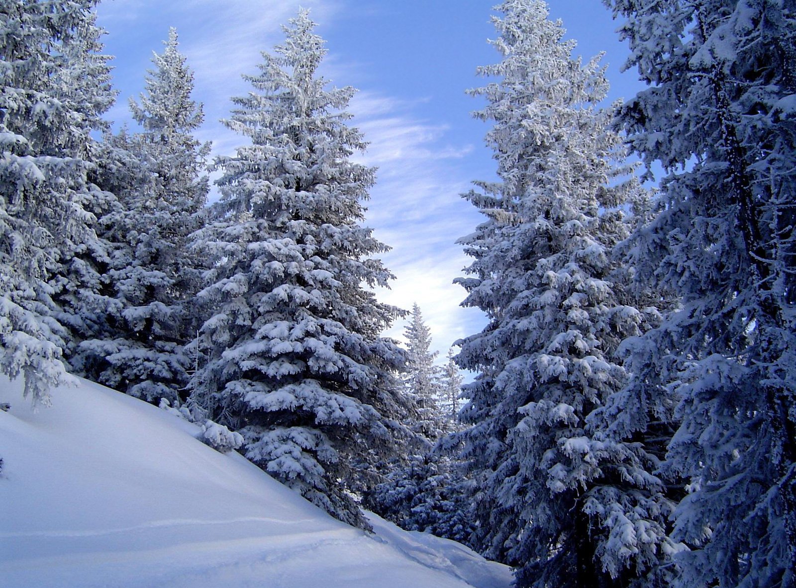 Картинка зимний период. Зимняя природа. Зимний лес. Зимой в лесу. Красивый зимний лес.
