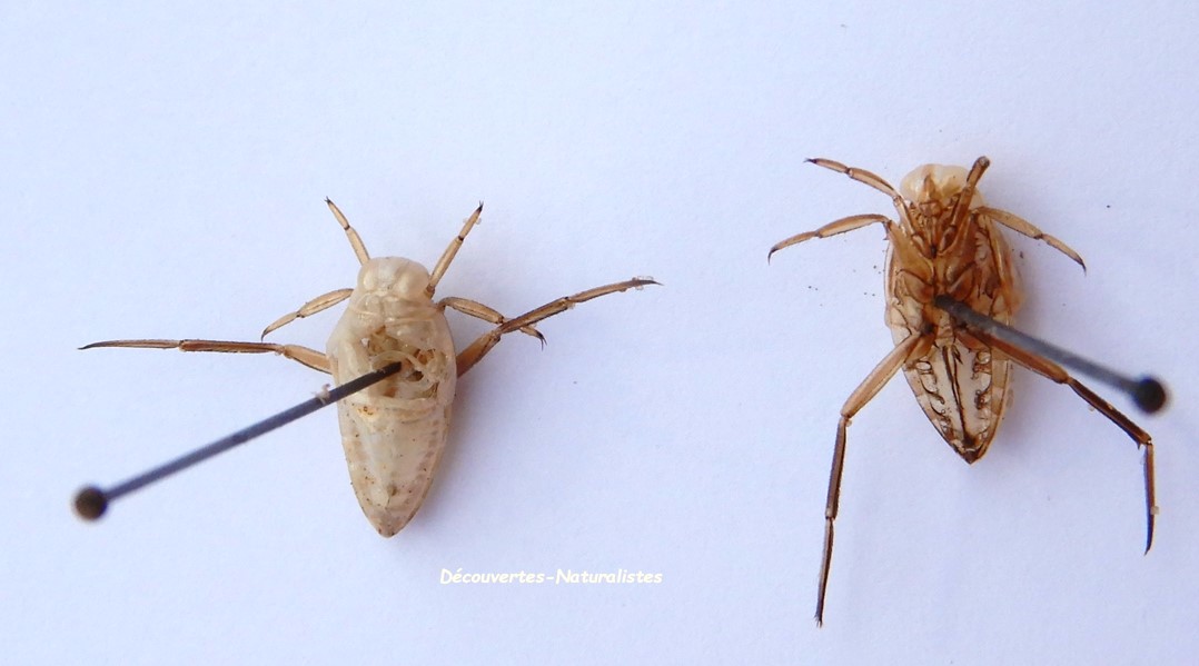 Découvertes Naturalistes: Mue chez les arthropodes