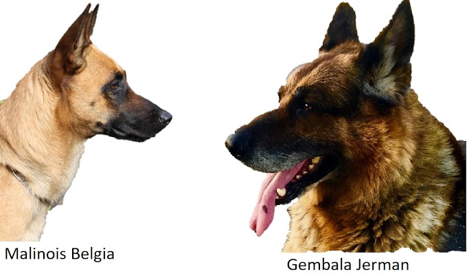 Selain Setia dan Pelindung, Alasan Lain Anjing Belgian Malinois Sering Dipakai Menjadi Anjing Polisi