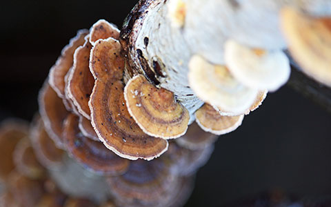 Mushrooms growing through birch tree bark signaling internal decay