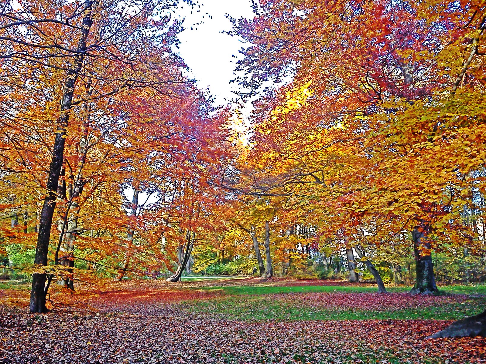 Nanda & Nathan The Travellers Fall Foliage in Munich, Germany