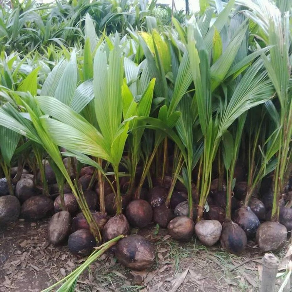 Bibit kelapa genjah entok unggul berkualitas dijamin berbuah 2 3thn Tanjungbalai