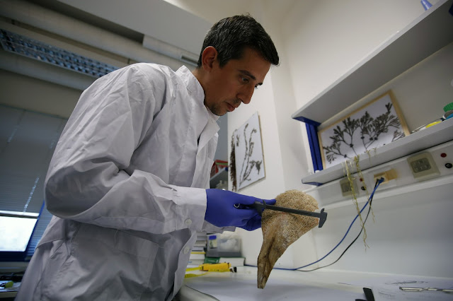 New parasite decimates giant clam species in Mediterranean New parasite decimates giant clam species in Mediterranean