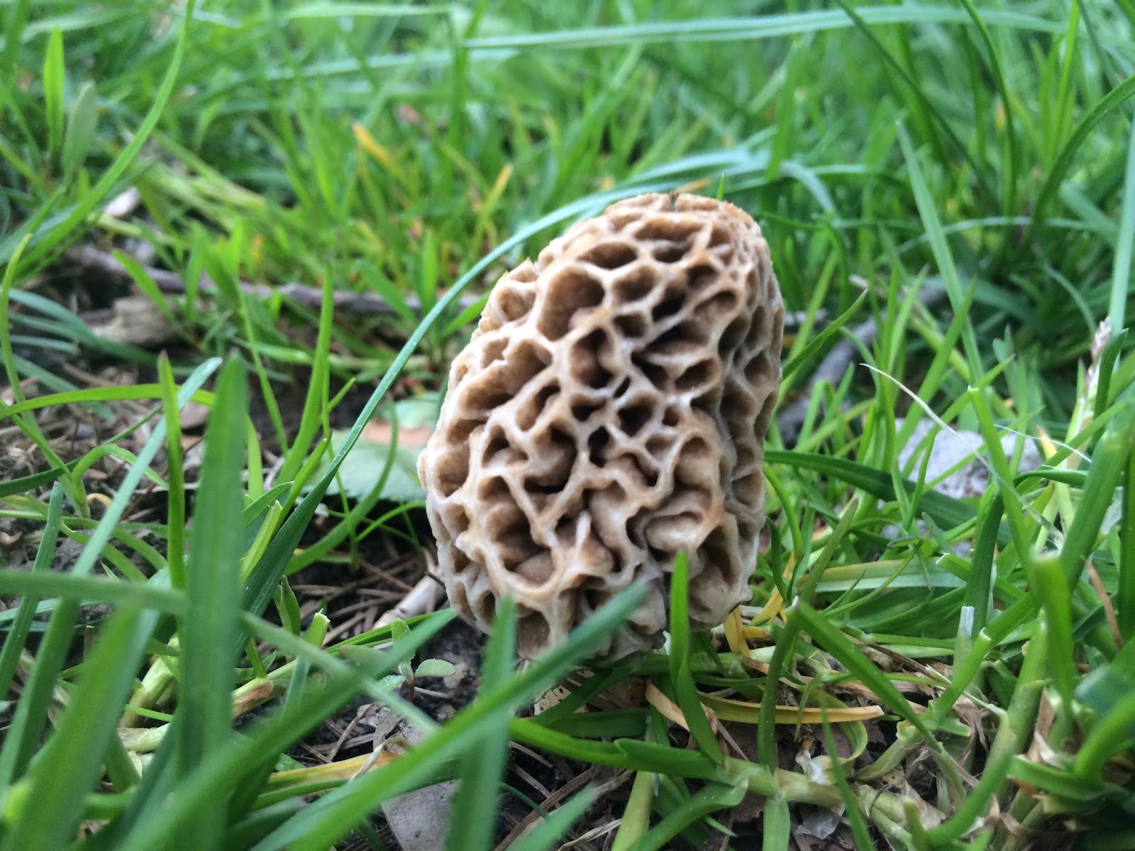 Ontario Birds and Wildlife The Year of the Morel