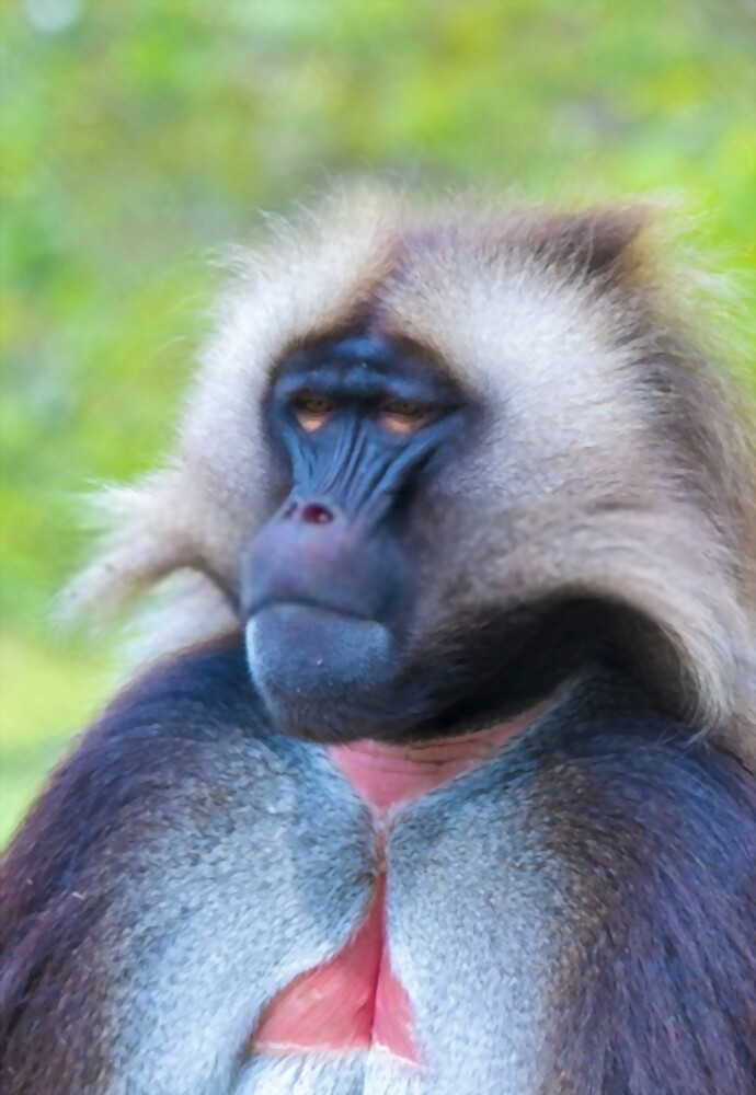 The Gelada Monkeys: Most Amazing Monkeys