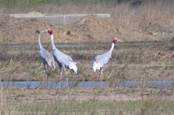 sarus flying tallest birds cranes