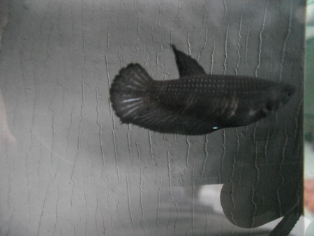 Jogja Ikan Cupang Kontes
