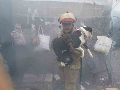 Bomberos de Pachuca rescatan a dos perros de un incendio