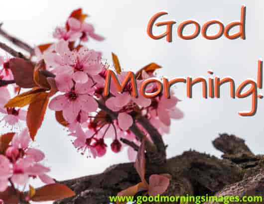 Good Morning Quotes For Her Good Morning Quotes For Her