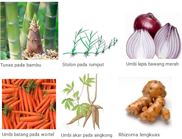 Tunas Daun Bawang