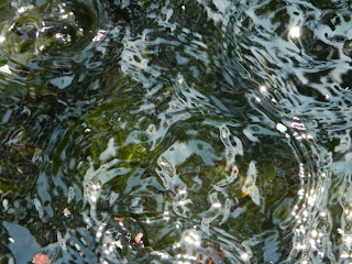 Lise s Log Cabin Life A Feeding Frenzy