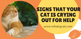 Signs that your cat is crying out for help Australian Cat Breeds
