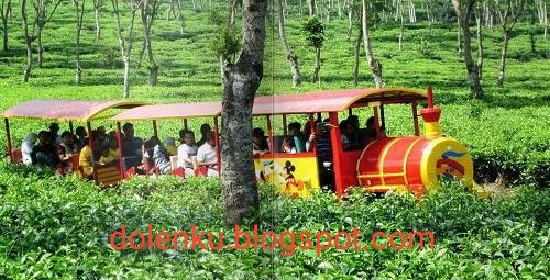 HARGA TIKET MASUK DAN LOKASI KEBUN TEH WONOSARI LAWANG MALANG - DOLENKU