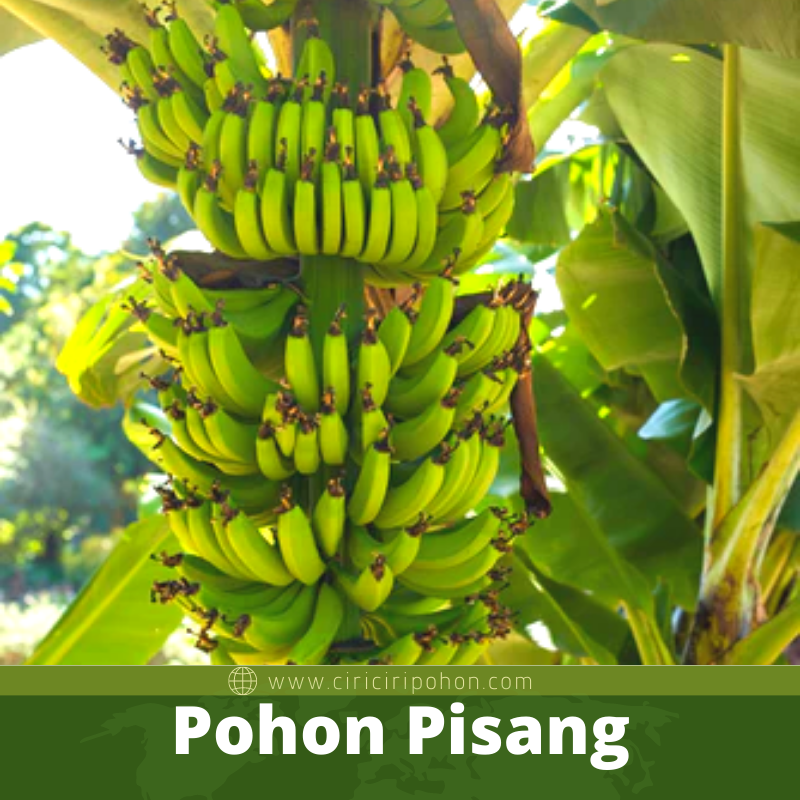 Pohon Pisang