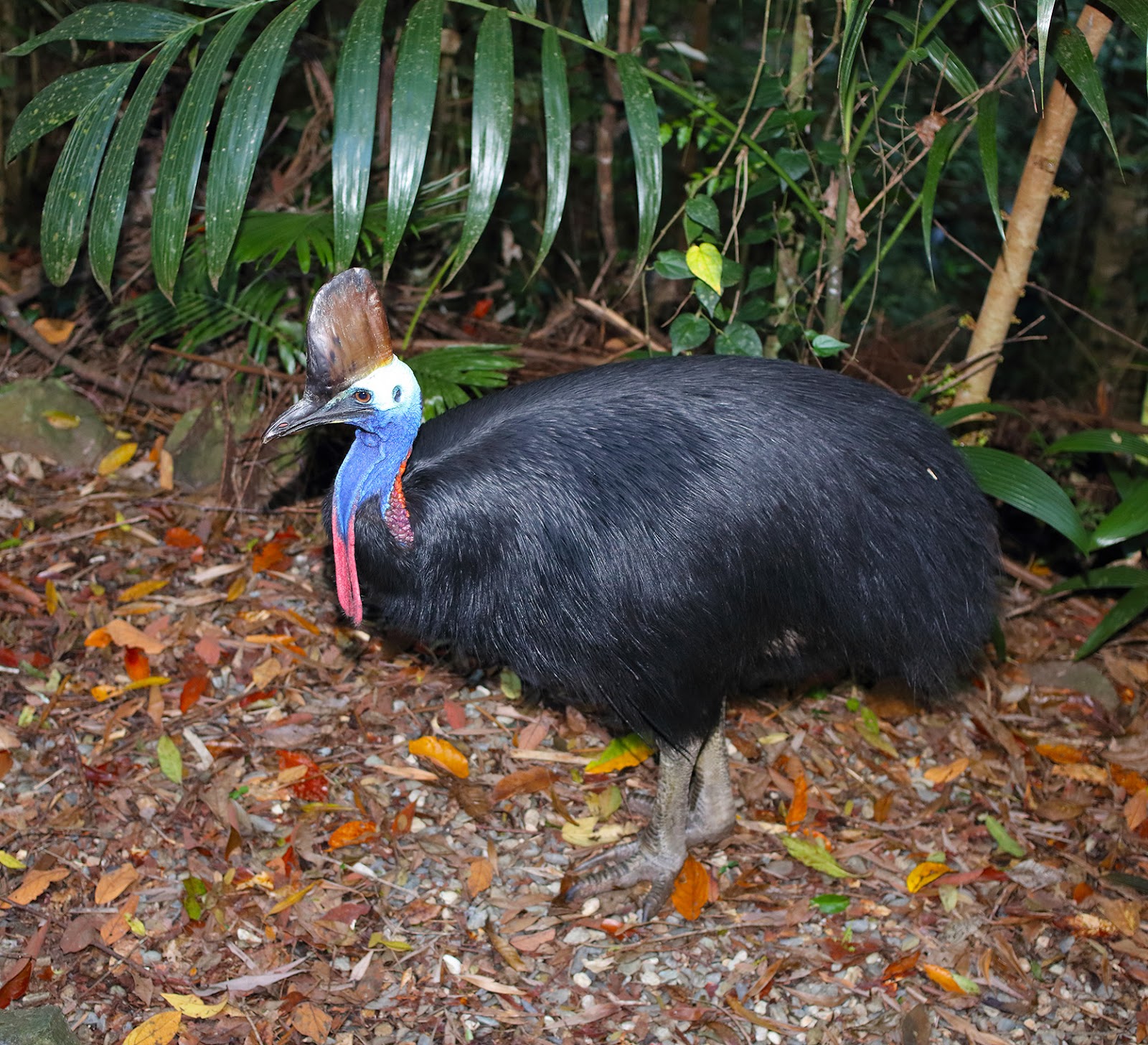 BunyipCo World Cassowary Day