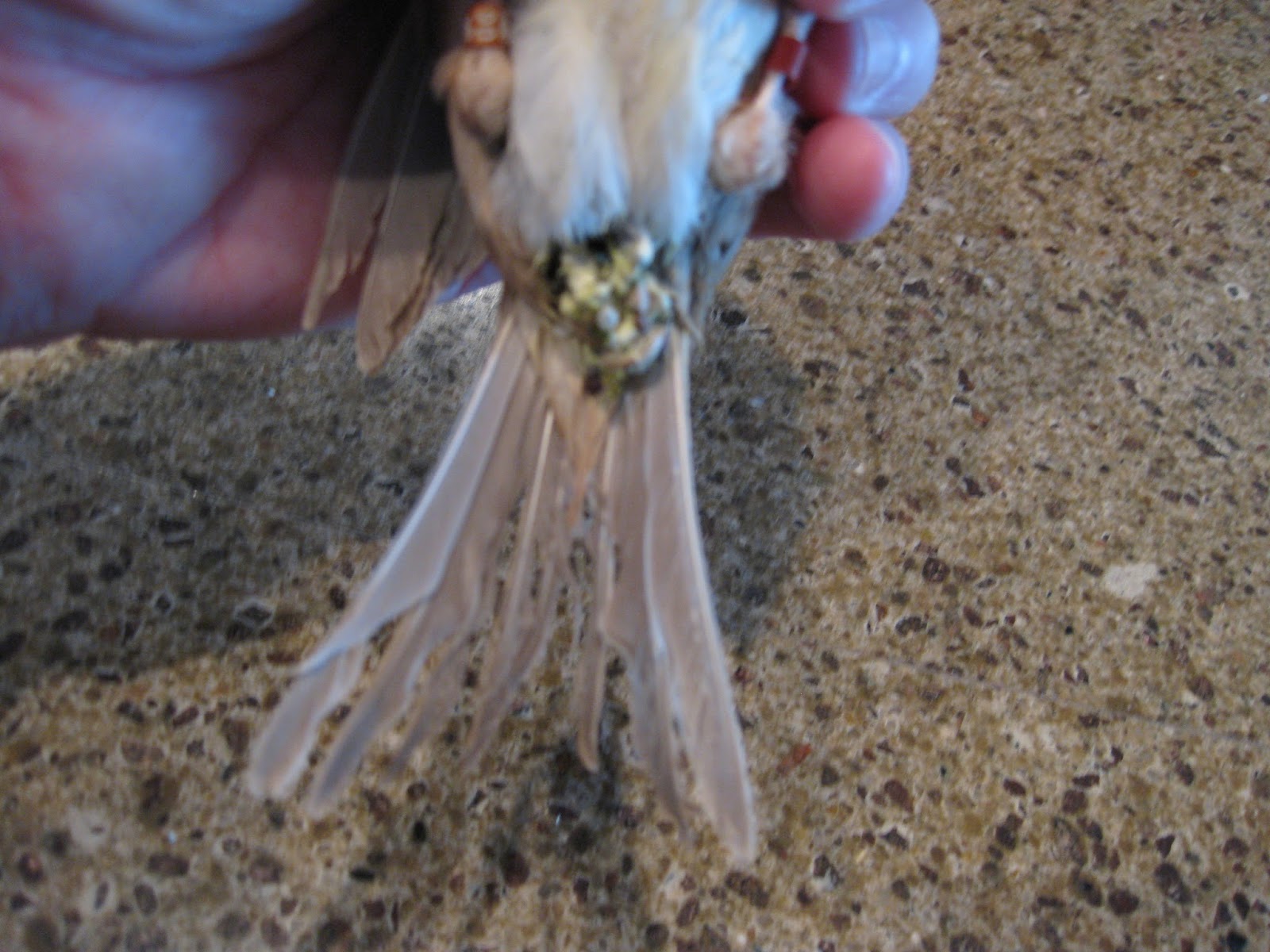 Canary Tales Questions For Big Bird? Soiled vent