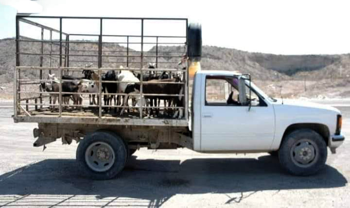 How-to-Transport-and-Care-of-Goats