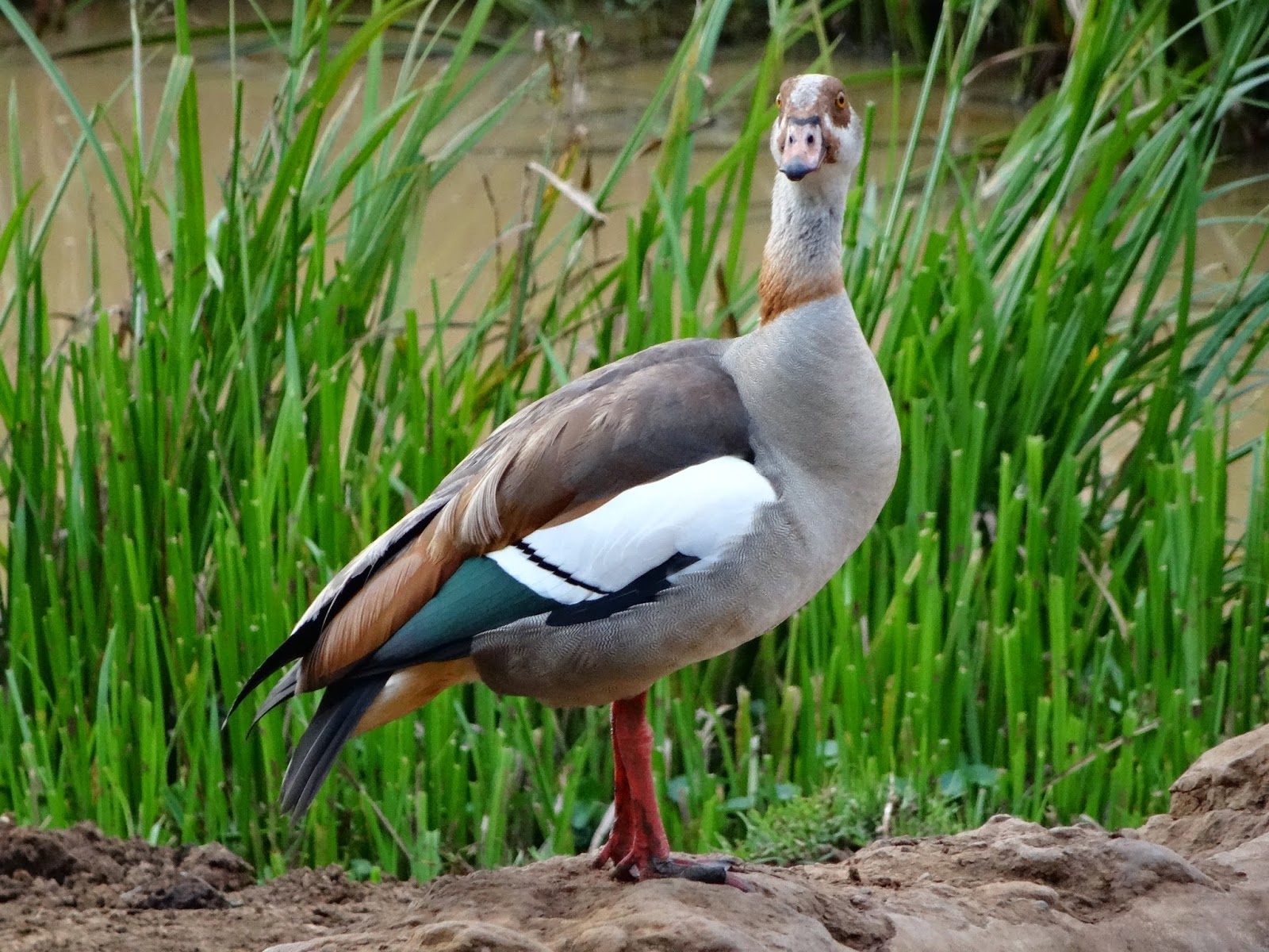 Cannundrums Egyptian Goose