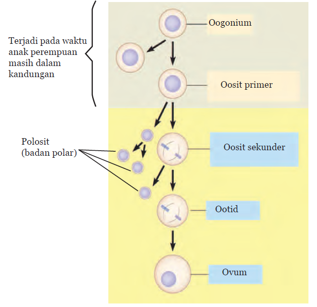 Pras Academy - SMP: Spermatogenesis dan Oogenesis, Proses Pembentukan