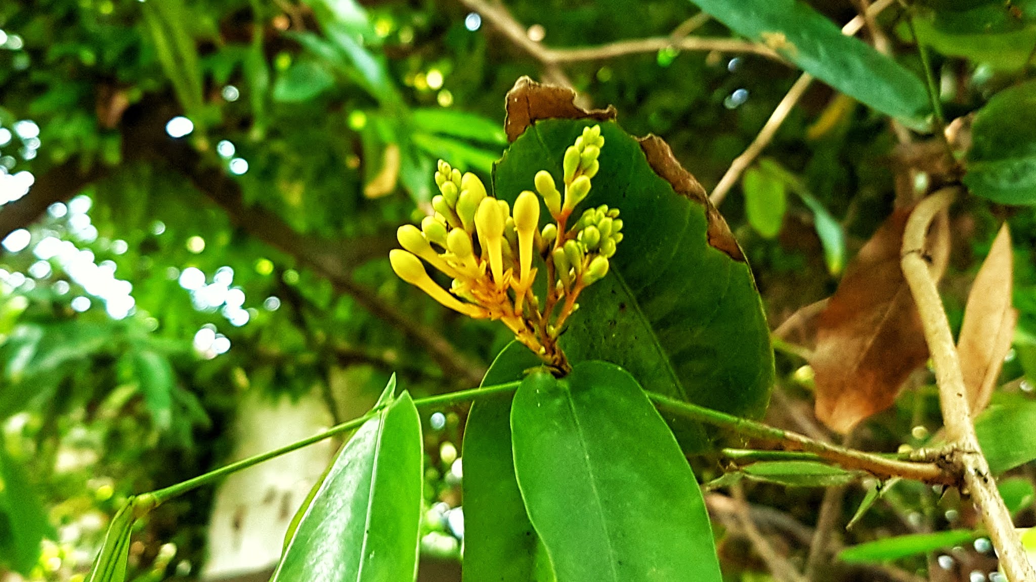 Kuncup Bunga Saraca indica