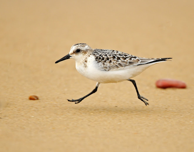 Sanderling