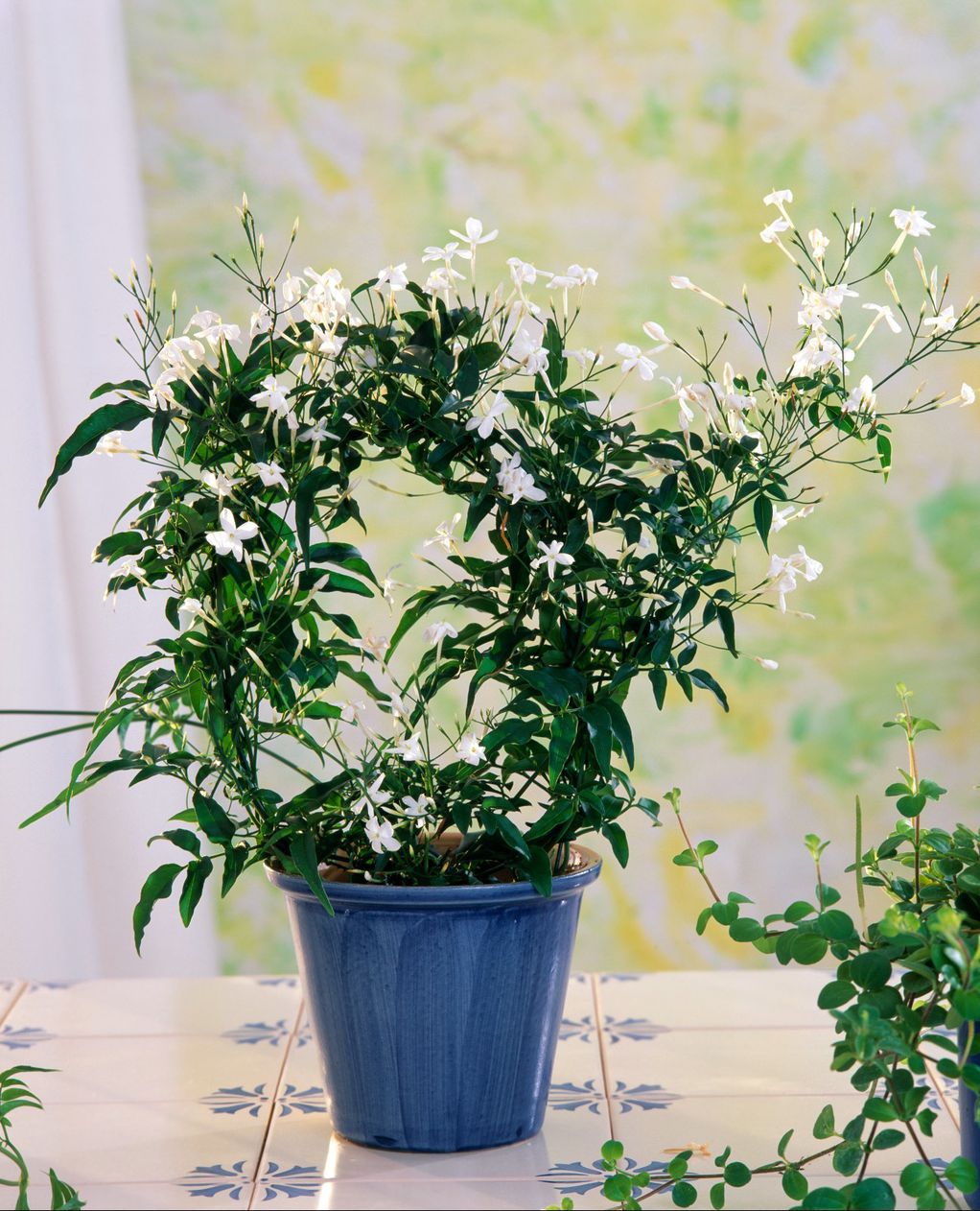 Bijeli jasmin Izdržljivi cvijet sunca od kojeg će zamirisati cijeli balkon i vrt Journal de