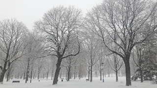 Arbre, neige, parc Ahuntsic