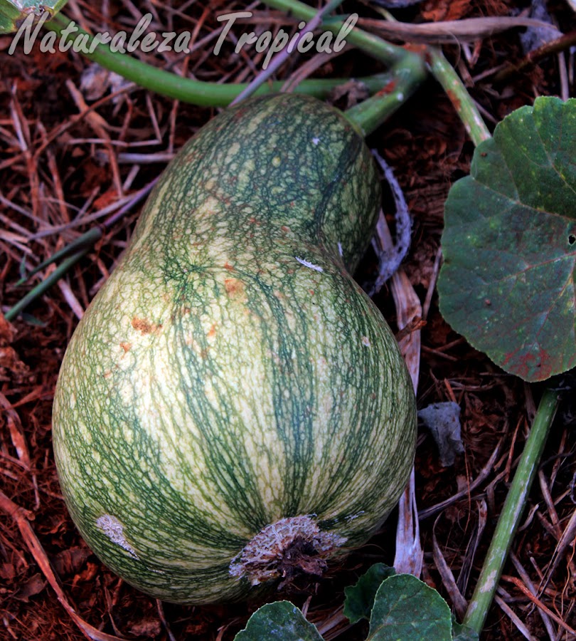 Fruto del Calabacín, Cucurbita pepo