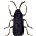 Cerophytidae