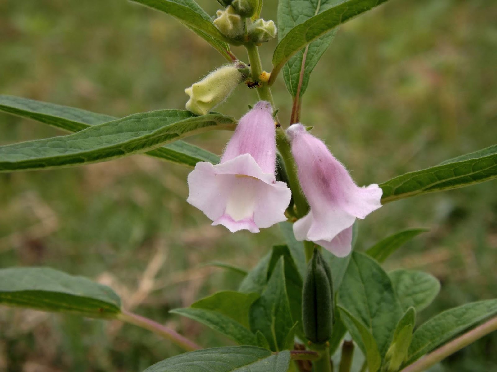 Til or Sesame, Sesamum indicum