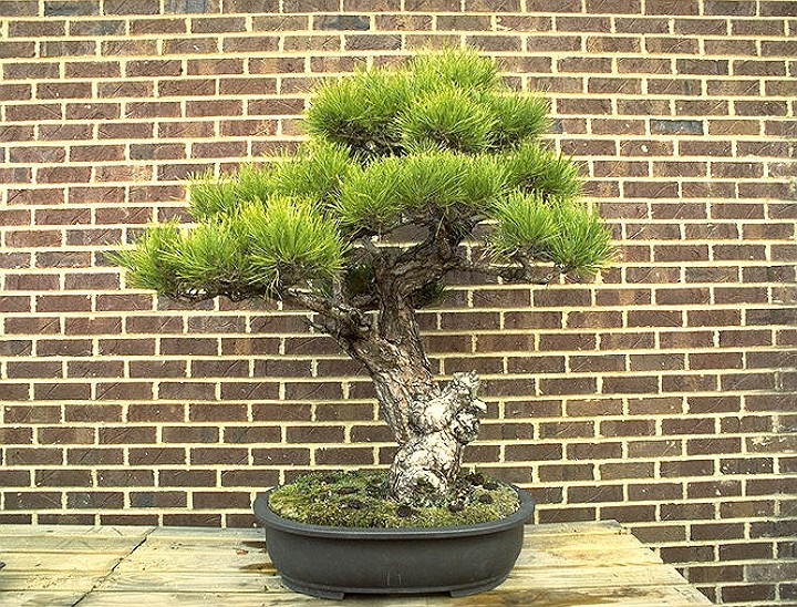 Bonsai