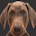 DogsTube