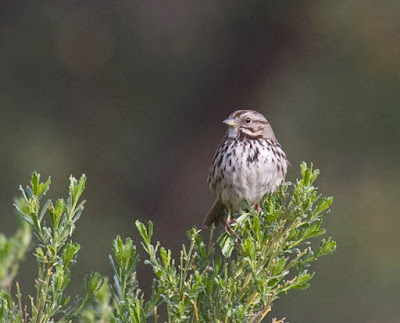 Photo of a Song Sparrow in a bush