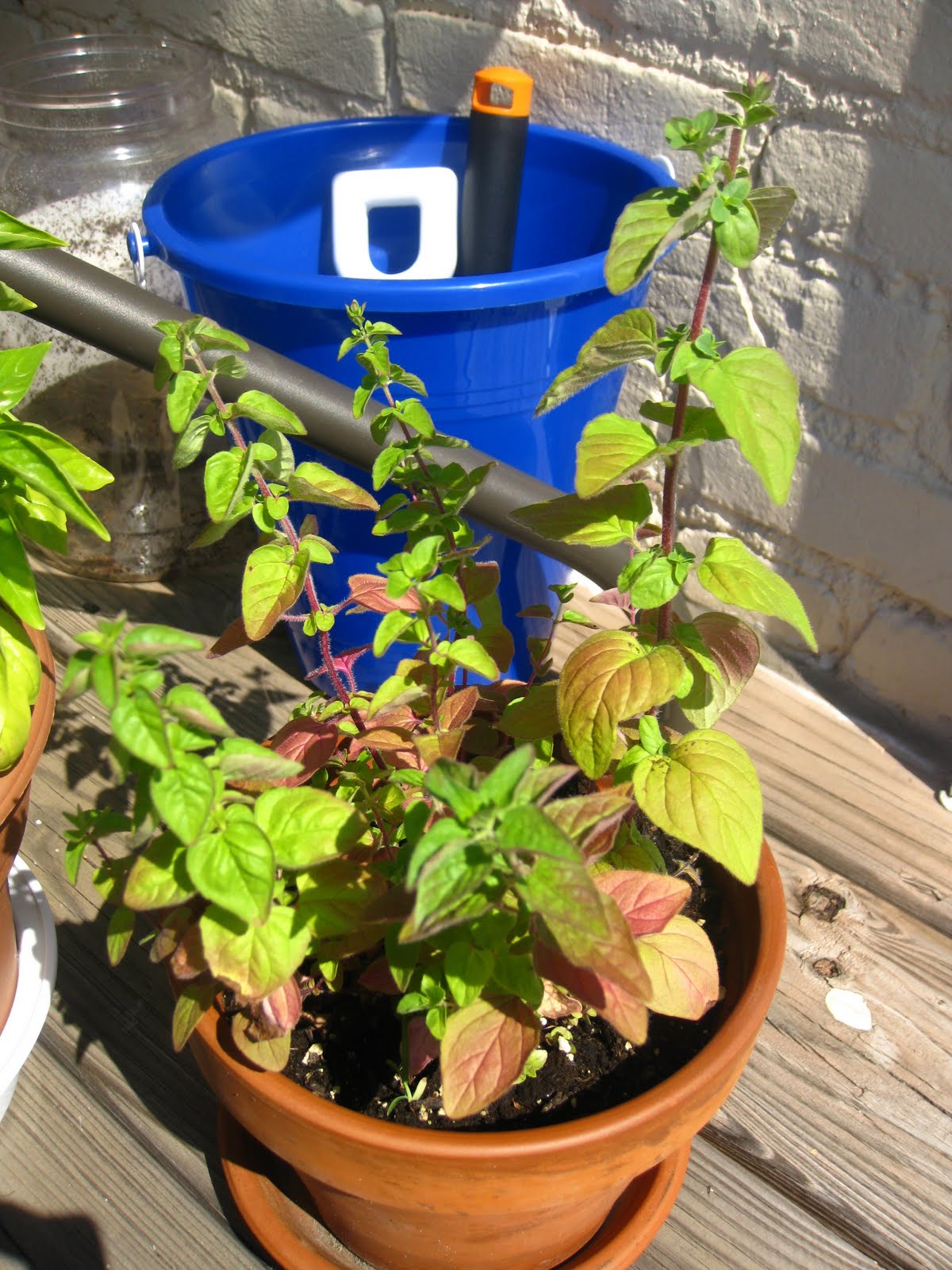 Charm city balcony garden: Herbs in the garden