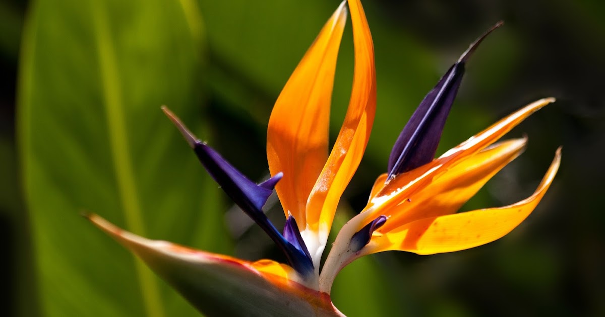 Freizeitparks auf Teneriffa Botanischer Garten Teneriffa
