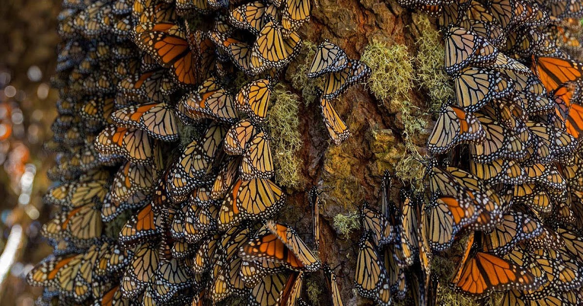 Overwintering Monarch Butterflies