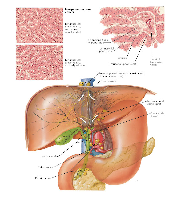 Lymph Vessels and Nodes of Liver Anatomy