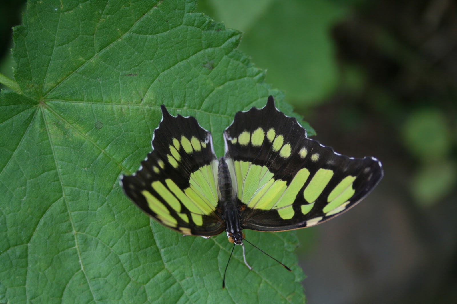 One good turn Days out Wye