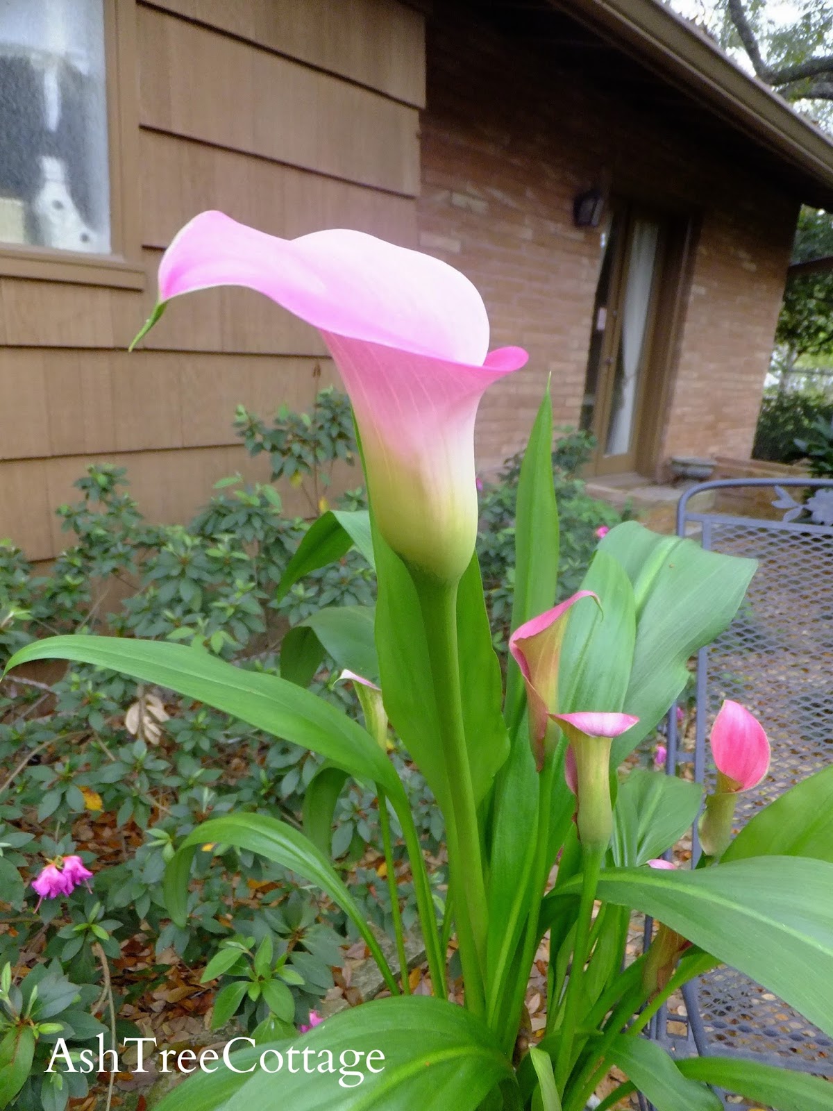 Ash Tree Cottage The Calla Lilies Are in Bloom Again and Mama's