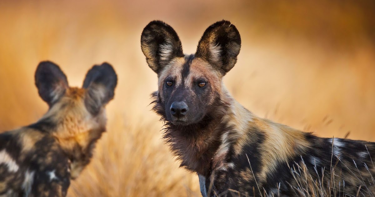 Africa Windows Theme