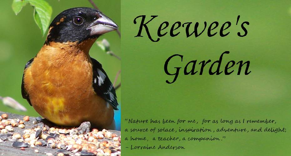 KeeWee's Garden