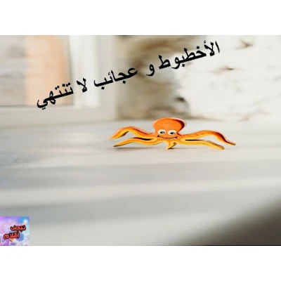 الأخطبوط و عجائب لا تنتهي