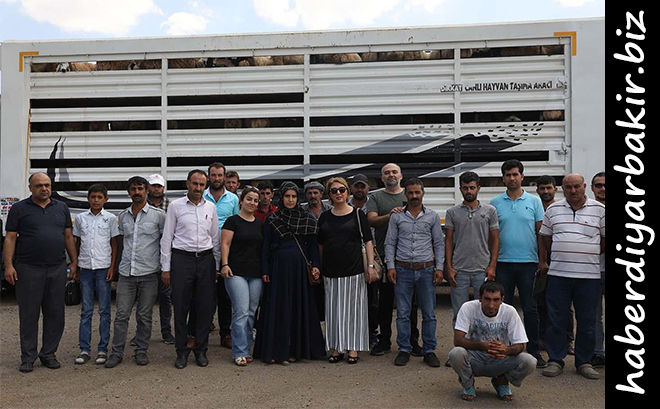 Diyarbakır'da genç çiftçilere küçükbaş koyun dağıtımı yapıldı DİYARBAKIR- Diyarbakır Tarım ve Orman İl Müdürlüğü Genç Çiftçi Projesi Kapsamında 8 ilçedeki toplamda 29 genç çiftçiye 986 küçükbaş koyun teslim edildi.