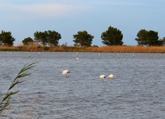 Flamencos jóvenes en la laguna de les Olles