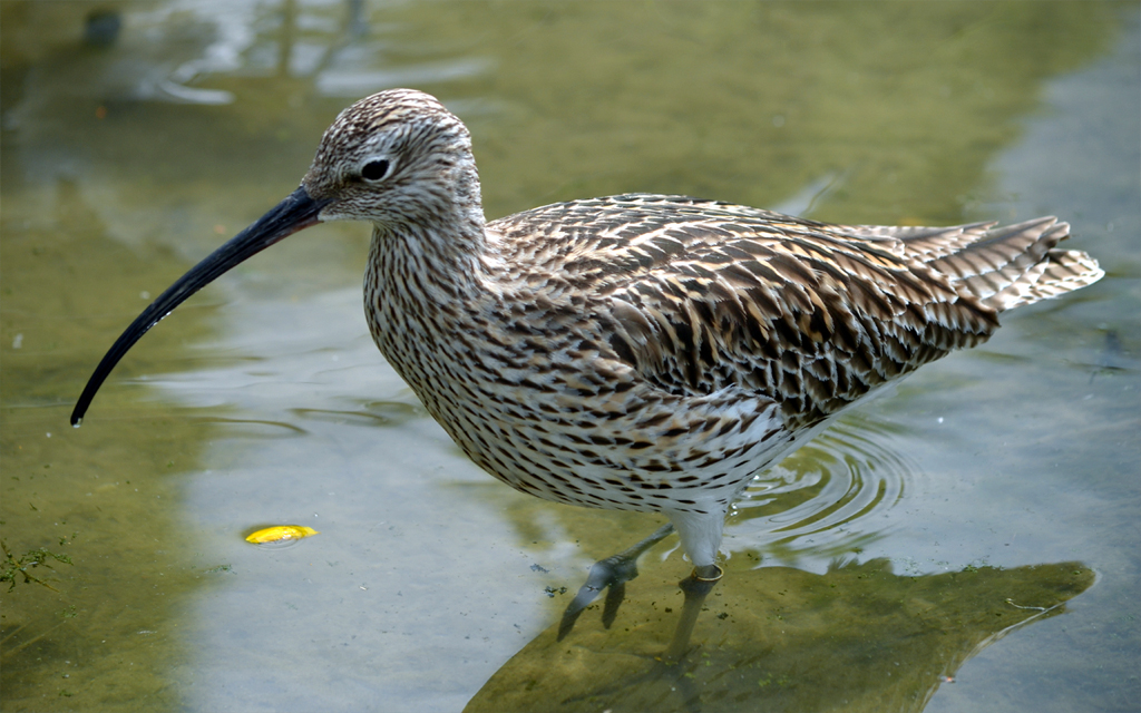 Vogels spotten vogelsoorten register Wulp