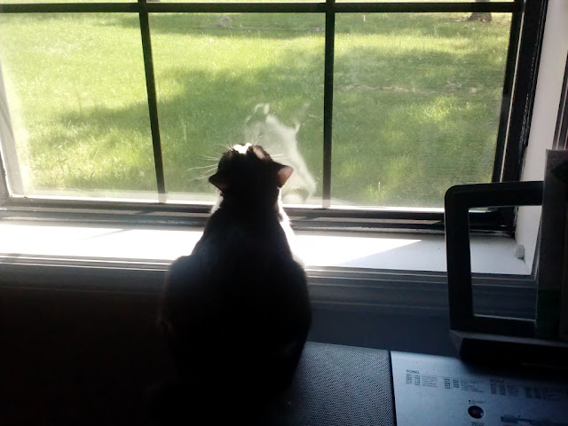 windows, clean, prompt , cat