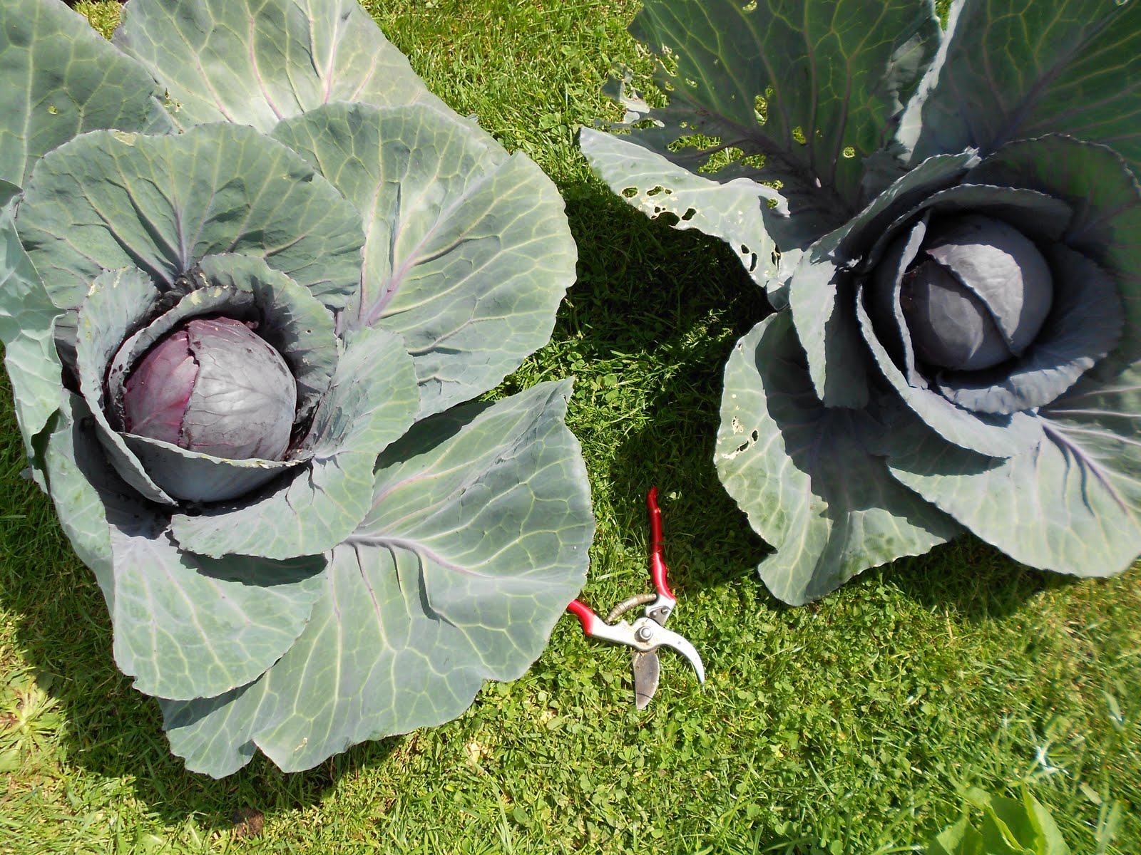 My Allotment what is eating my onion tops?