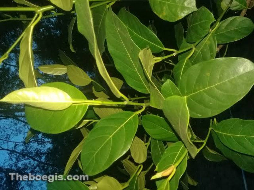 Benefits of Jackfruit Leaves for Body Health
