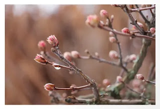 https://society6.com/product/new-life-fresh-spring-buds-after-rain-rose-and-earth-tones-nature-photography-macro_print