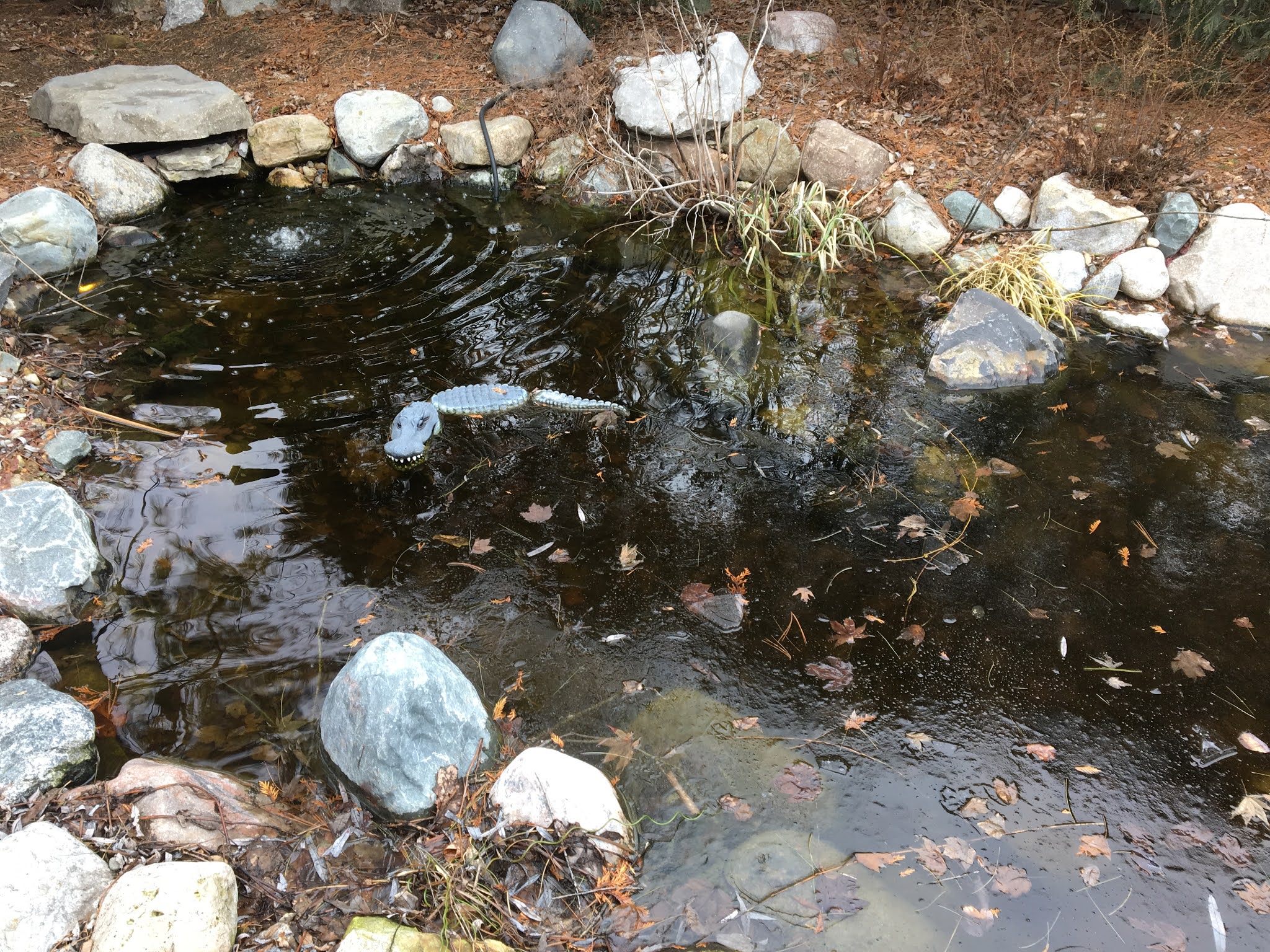 My pond looks terrible this winter! What do I do?